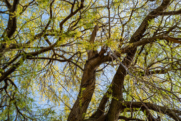 Fototapeta na wymiar old willow tree