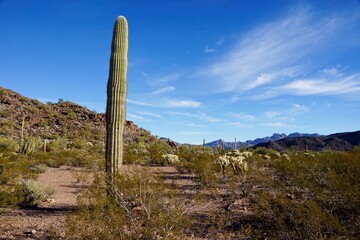 Organ Pipe Cactus National Monument in Arizona USA - Protected area of the Sonoran Desert
