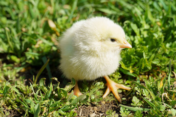 little chicken on green grass. happy farm concept.