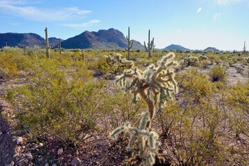 Organ Pipe Cactus National Monument in Arizona USA - Protected area of the Sonoran Desert