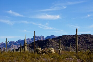 Fototapeta premium Organ Pipe Cactus National Monument in Arizona USA - Protected area of the Sonoran Desert