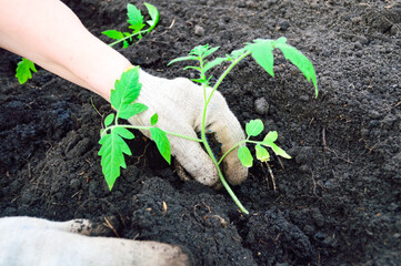close-up - a woman in white gloves plants tomato seedlings in a vegetable garden
