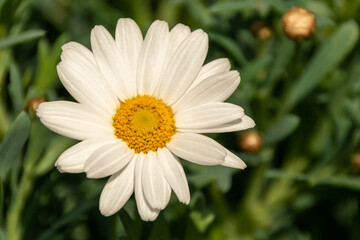 Margeriten - Gänseblume