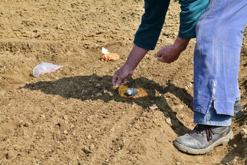 Close-up on the hand of a farmer holding seeds in his hand for planting in the soil