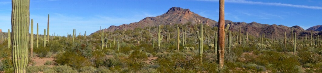 Panorama image of Organ Pipe Cactus National Monument in Arizona USA