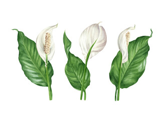 Watercolour spathiphyllum. Flowers and leaves peace lily arrangements