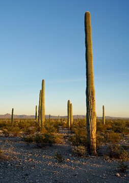 Saguaro Cactus in evening sun