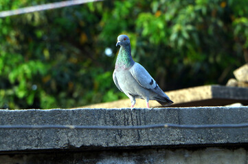 pigeon on the fence