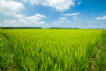The rice field is under the blue sky