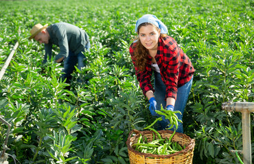 Female farmer collecting beans in a basket on the field