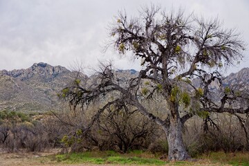Fototapeta na wymiar Tree in Catalina State Park in Arizona USA