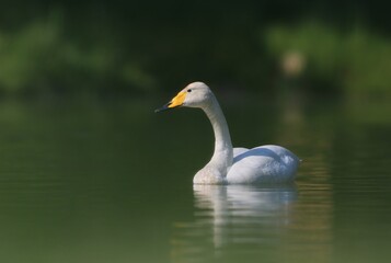 Naklejka na ściany i meble Beautiful Whooper swan swimming in the water. Wildlife scene from nature. Cygnus cygnus