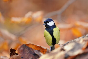 Great tit sitting on on the ground. Wildlife scene from nature. Song bird in nature habitat. Parus major.