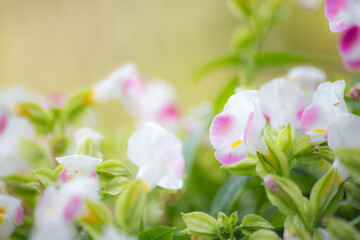 Obraz premium Natural flower blurry background