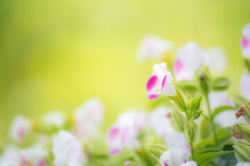 Natural flower blurry background