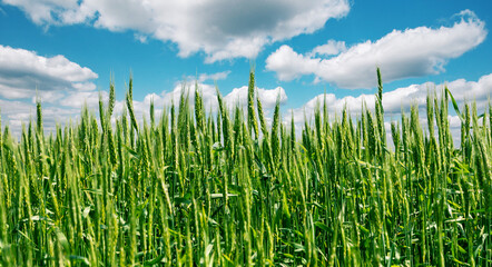 Wonderful agriculture landscape. Beautiful green wheat field with perfect blue sky. Scenic image of agrarian land in springtime. Amazing natural Background. Rich Harvest Concept. used as background.