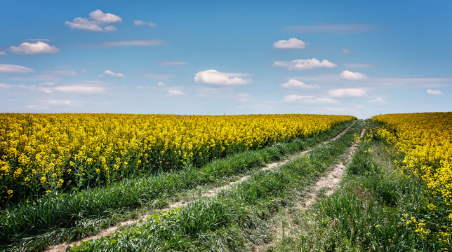 Wonderful agriculture Rape field landscape. Field of blossom conola with rural dirty road and beautiful cloud on perfect blue sky. Flowering Field at spring sunny day. Rich harvest concept.