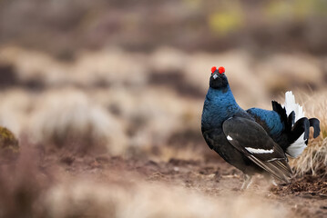 Black Grouse on spring bog ready for fighting. Spring colors ofmoors with black grouse, blackcock, Black Grouse lek
