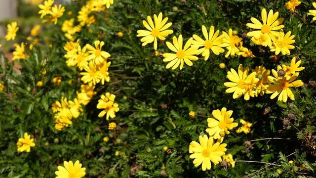 Yellow daisy flowers blossom, home gardening in California, USA. Natural botanical close up background. Euryops Pectinatus bloom in spring fresh garden. Springtime flora, Asteraceae bush in soft focus