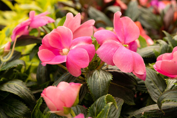 Impatiens walleriana