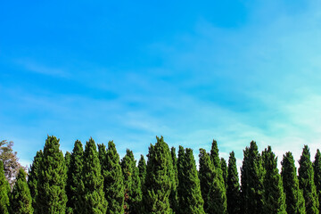 Green pine trees on bright blue sky background and copy space