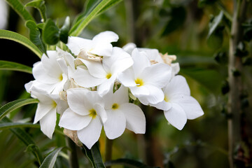 Abstract blur background of white flowers, used for a background, with space for text.