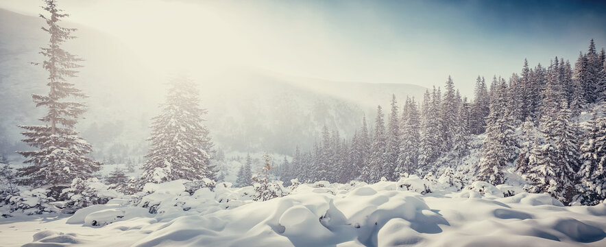 Fantastic winter scenery in mountains. great image of mountain landscape during sunset. Winter forest with snow-covered fir trees under morning sunlight. Christmas concept. Softlight effect.