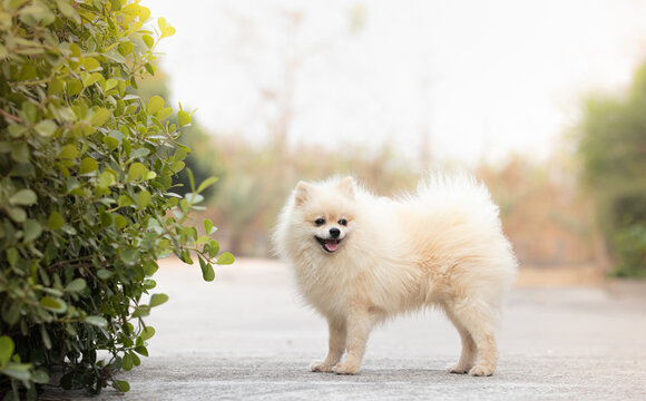 The dog breed white Pomeranian Playing in the sunset.
