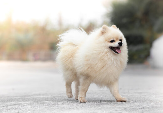 The dog breed white Pomeranian Playing in the sunset.
