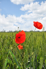 Spring field with blooming poppies. Landscape with blue sky and clouds