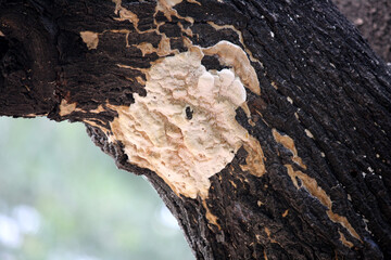 Elder whitewash (Hyphodontia sambuci) fungus on the bark of a dead mango tree