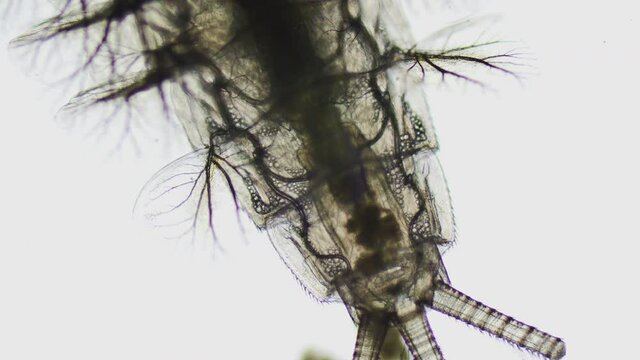 Mikroskopische Aufnahme Detail einer Larve