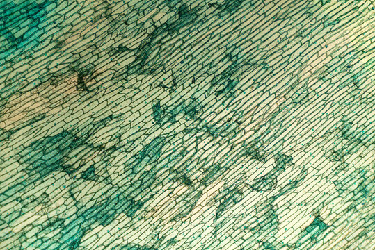 Onion epidermis, seen under high magnification microscope. 