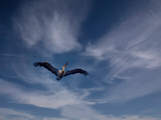 Pelican Up