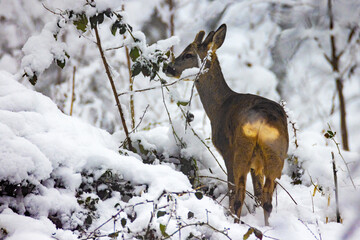 The roe deer on the forest edge in a snow