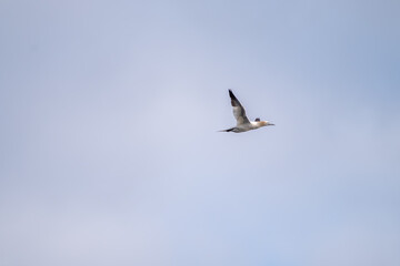 Gannet in Flight - County Donegal - Republic of Ireland