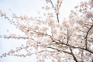 満開を迎えた桜