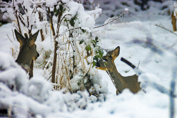 The roe deer on the forest edge in a snow © Goran