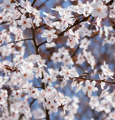Branches of flowering apricots