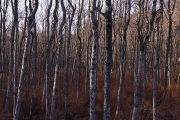 茶色の森のカバノキの木立。