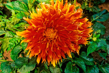 dahlia autumn blaze