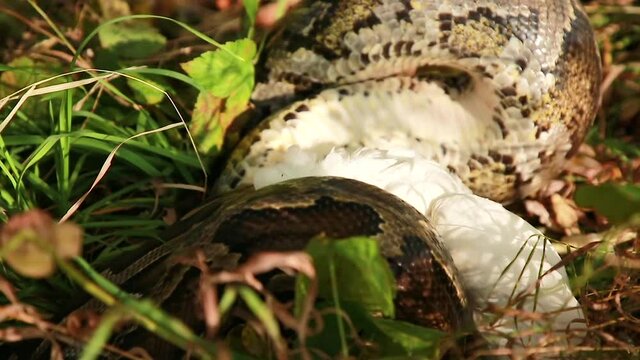 Close-up of a large spotted python snake in the grass, swallowing its prey. Boa constrictor eats chicken. The largest snake in the wild.