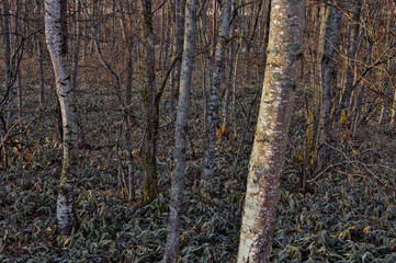 茶色の森のカバノキの木立。