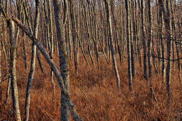 茶色の森のカバノキの木立。
