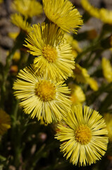 Flowers Mother and Stepmother