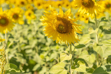 field of blooming yellow sunflowers in the summer season in sunflowers farm and other flowers