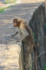 Obraz premium monkey climbing out from the well