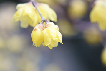 Close-up of the flower of Japanese allspice. Small and yellow flowers.
