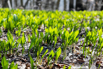 Springtime in the forest, Klak hill, Slovakia