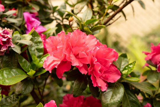 Dianthus caryophyllus